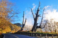 [信義鄉] 阿里山往塔塔加夫妻樹